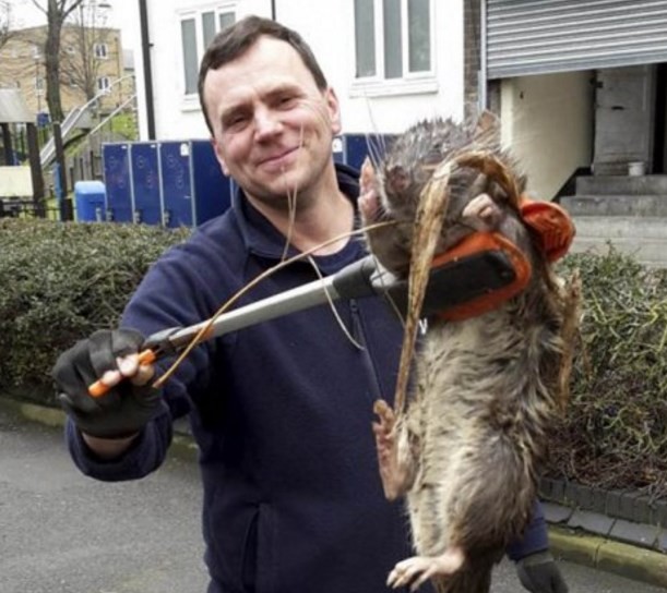 Hallaron una rata gigante en Londres: pesa 11 kilos | Curiosidades