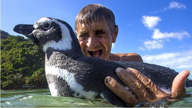 La verdadera historia del pingüino que fue salvado por un albañil en una playa de Brasil | Curiosidades