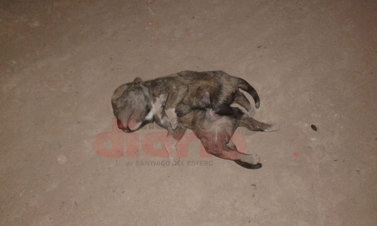 Perro de siete patas conmocionó a un pueblo santiagueño | Curiosidades