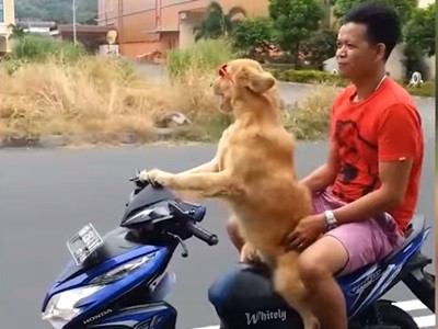 #EsViral El perro que maneja una moto en Indonesia | Redes