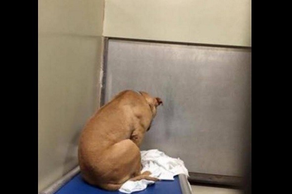 El perro abandonado y deprimido consiguió familia | Curiosidades