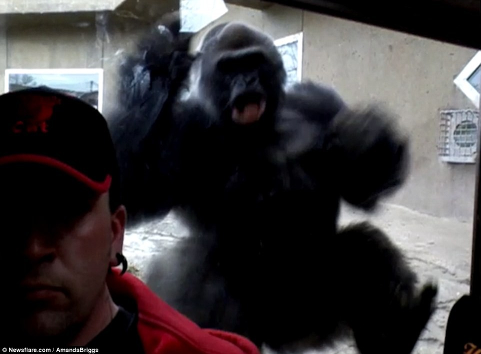 Peligro en el zoo: un gorila intentó atacar a un hombre que estaba sacando una selfie | Curiosidades