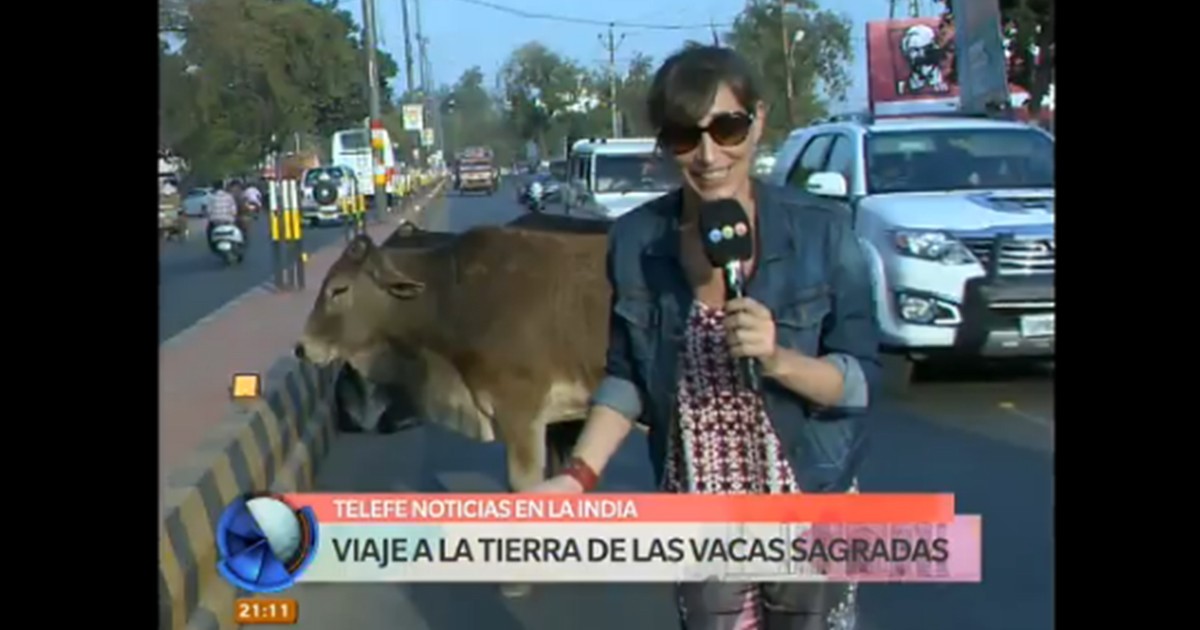 India: la tierra de las vacas sagradas | Internacionales