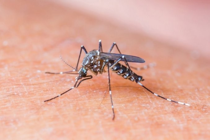 Descubren por qué los mosquitos pican más a unas personas que a otras | Actualidad