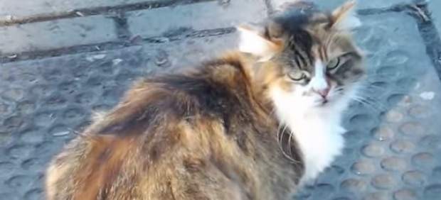 La historia del gato ruso que vuelve cada día al lugar exacto donde fue abandonado | Curiosidades