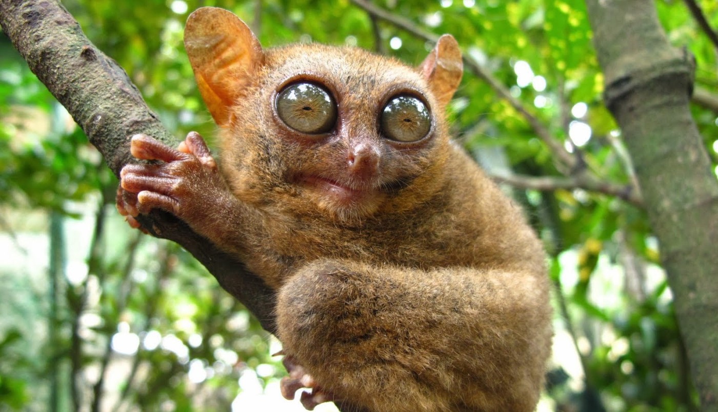 Preocupante: más de quinientas especies animales en peligro de extinción | Internacionales