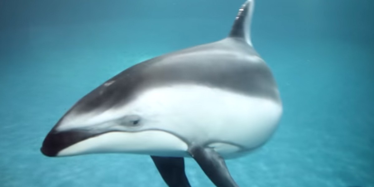 Emotivo parto de un delfín en un acuario de Chicago | Redes