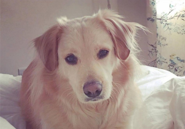 #EsViral La emoción de un perro cuando se reencuentra con su dueña, luego de 7 meses separados | Redes