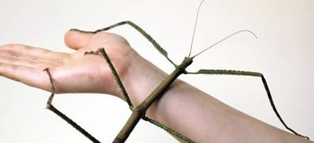 China: hallaron el insecto más largo del mundo | Curiosidades