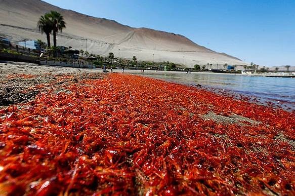 El misterio de los animales varados en las costas de Chile: ahora hallaron miles de langostinos | Internacionales