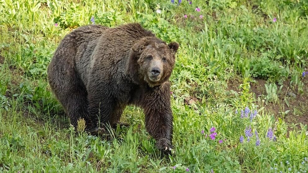 Cazador ilegal mató a "Scarface", emblema de los osos de Yellowstone | Internacionales