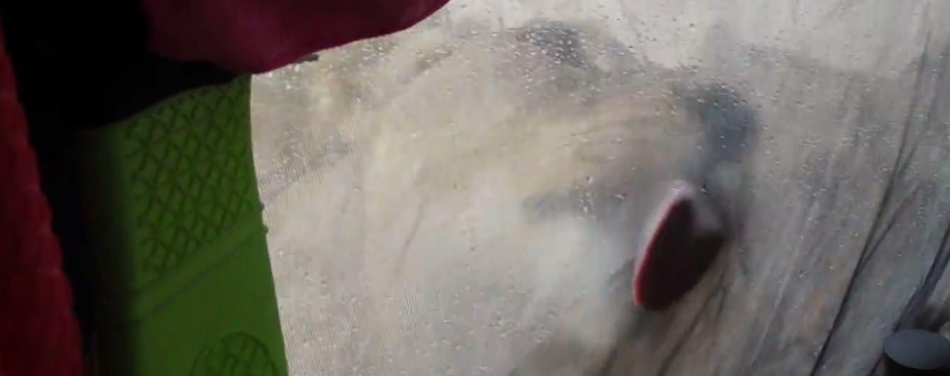 Video: se despertó y filmó a un grupo de leones sobre su carpa | Internacionales