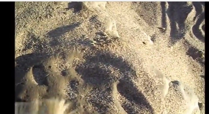 Hallan en Miramar huellas de un tigre dientes de sable | Actualidad