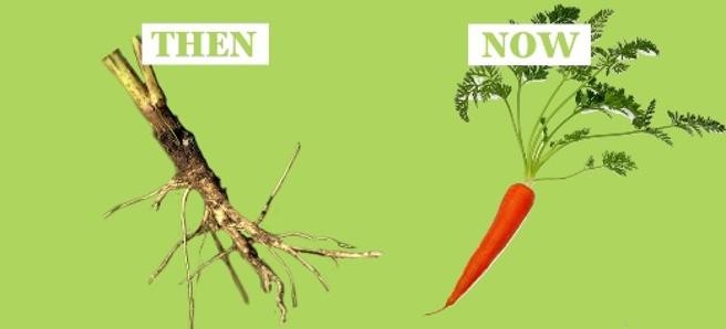 Video: ¿cómo eran las frutas y las verduras antes de que el hombre las manipulara? | Curiosidades