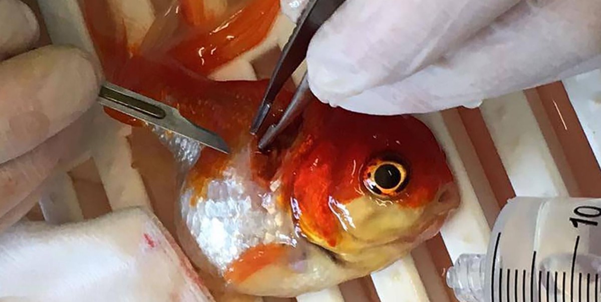 Inglaterra: una pareja operó a su pececito para extirparle un tumor cerebral | Internacionales