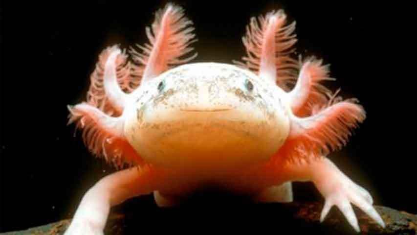 Eslovenia anuncia el nacimiento de su primer "dragón" | Curiosidades