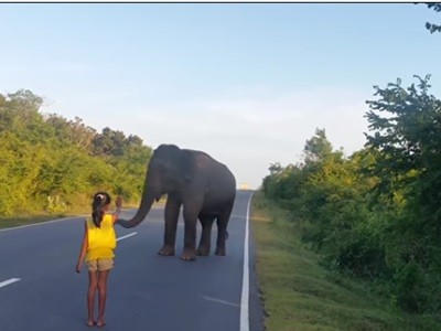 #EsViral la nena que detiene a un elefante | Redes