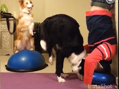 #EsViral Los perros que hacen yoga con su amo | Redes