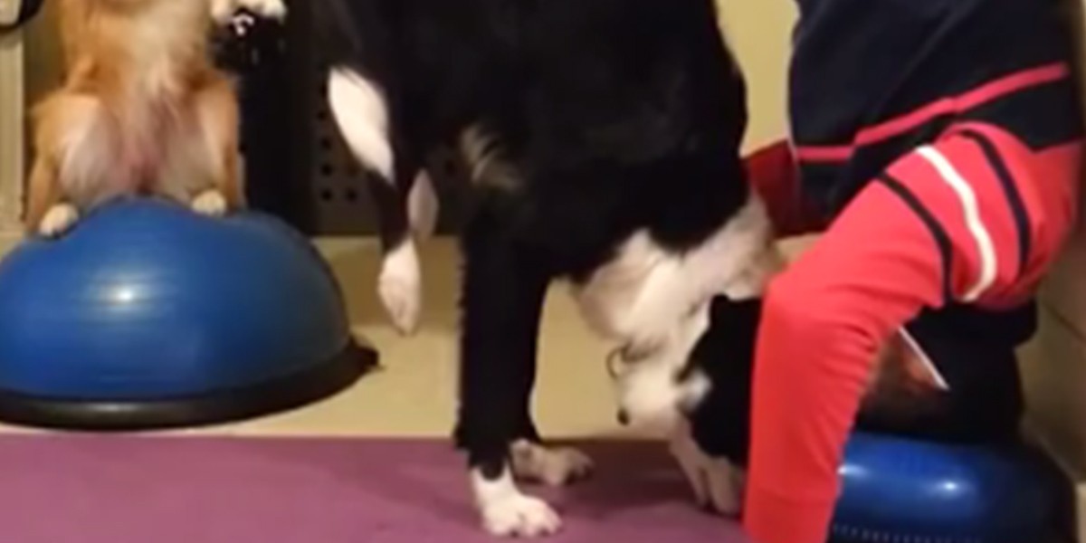 El perro que hace yoga y enamoró a todos en las redes sociales | Redes