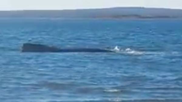 Intentan rescatar a una ballena franca austral que está varada desde el viernes | Actualidad