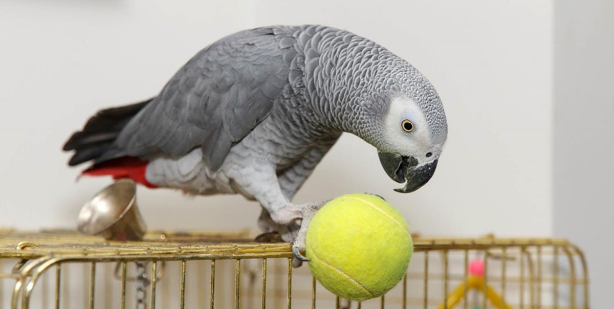 EE.UU.: podrían usar a un loro como testigo de un crimen pasional | Internacionales