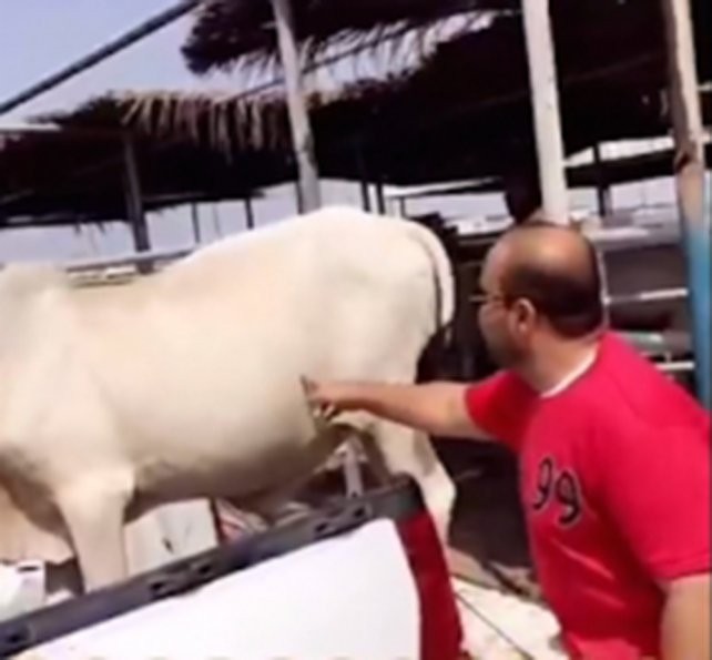 Video: mirá lo que te puede pasar si le hacés cosquillas a una vaca | Curiosidades