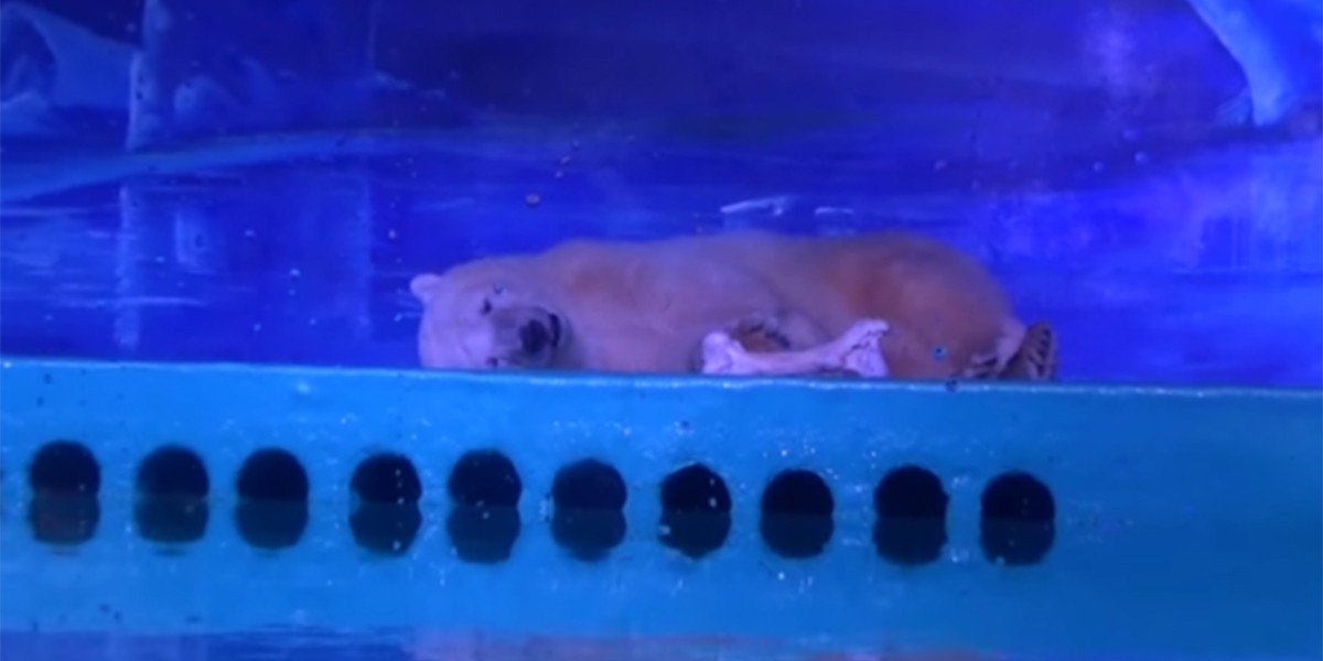 El oso polar "más triste del mundo" vive en un centro comercial de China | Internacionales