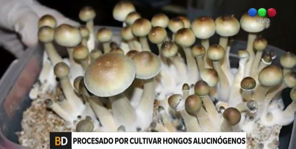 Lo detuvieron por cultivar hongos psicodélicos en el garaje y quedó procesado | Actualidad