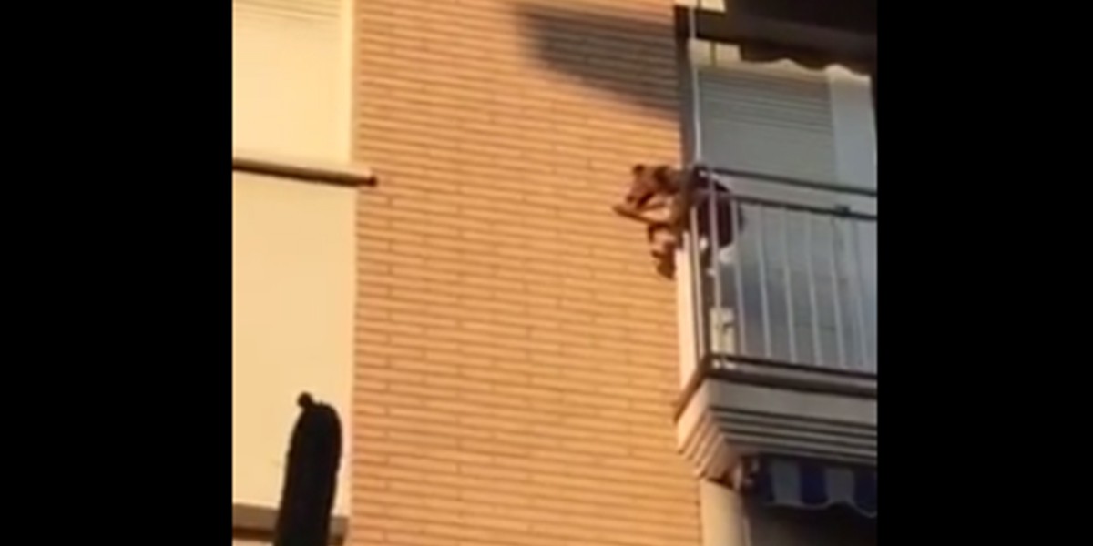Video impactante: abandonaron a un perro en un balcón y se lanzó al vacío | Redes