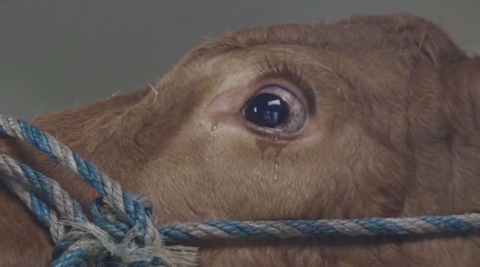 #EsViral El llanto de una vaca rescatada del matadero que emociona a todos | Redes