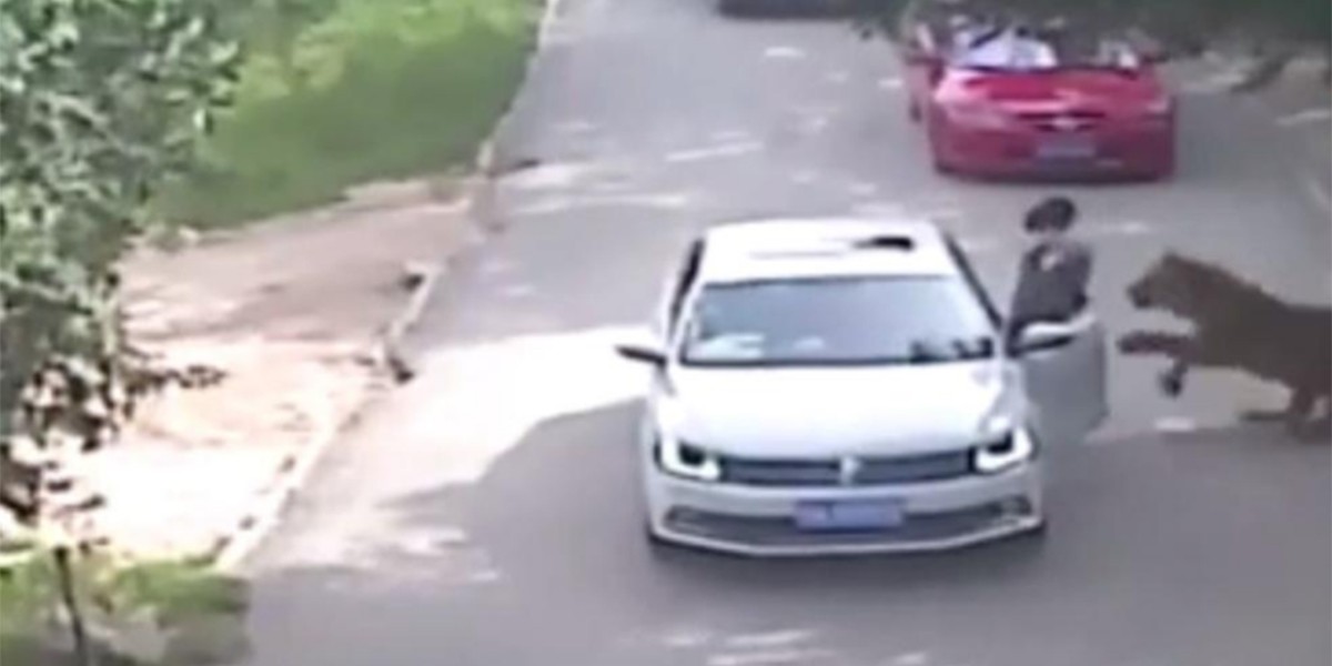 Pekín: una mujer murió al ser atacada por un tigre en un safari | Internacionales