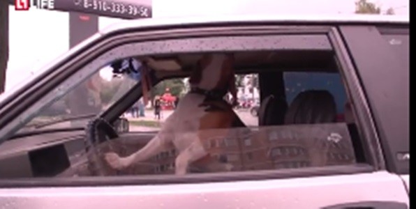 #EsViral el perro que reclama el regreso de su dueño al auto | Redes