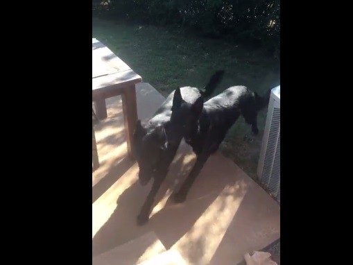 #EsViral el perro que va a buscar a su hermano | Redes