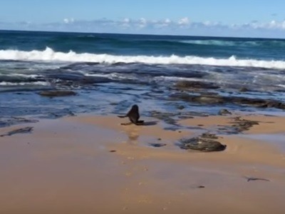 #EsViral la alegría de la foca bebé rescatada de una red | Redes