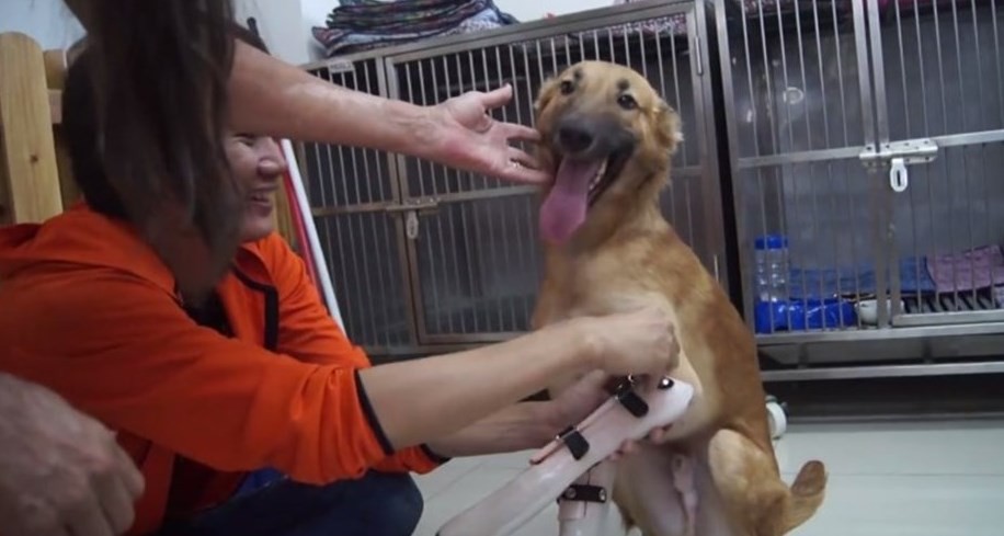 La alegría del perro que volvió a caminar gracias a una prótesis | Redes