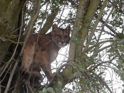 Un barrio de Bariloche conmocionado por la aparición de un puma en el fondo de una casa | Actualidad