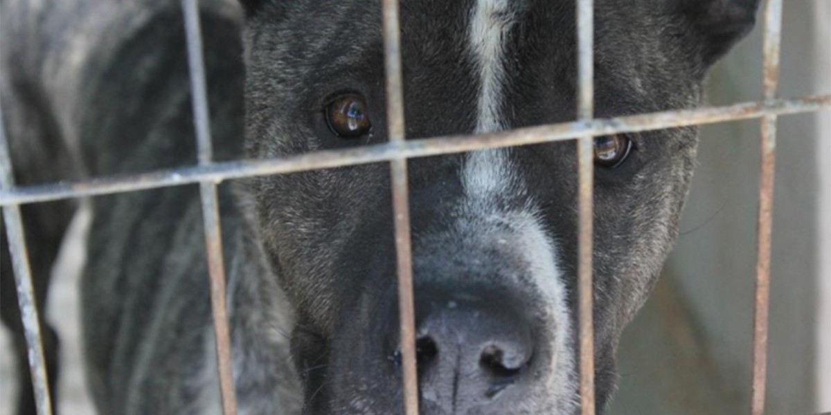 Ecoy, el perro robado para peleas callejeras que nadie quiere adoptar | Redes