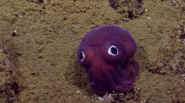 Descubren en el fondo del mar el calamar más tierno del mundo | Curiosidades