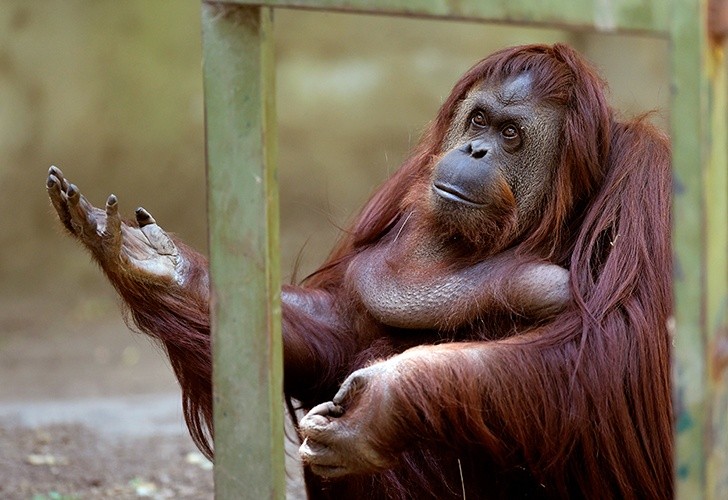 La justicia pide al gobierno porteño que "garantice" el bienestar de la orangutana Sandra | Actualidad
