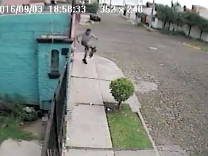 Furia en las redes por el hombre que patea a un gato en México | Curiosidades