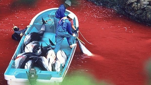 Polémica: campaña de financiación web para un documental que defiende la caza de ballenas | Internacionales