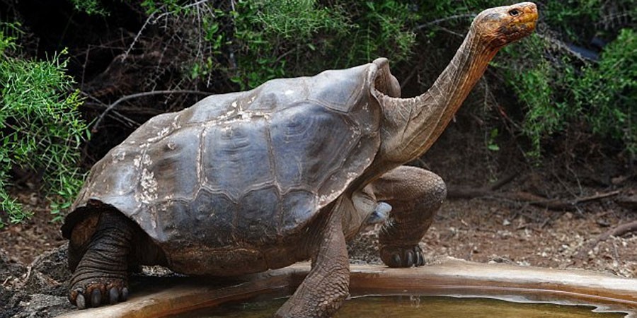 La historia de "Diego", el tortugo que tuvo mucho sexo para salvar a su especie | Curiosidades