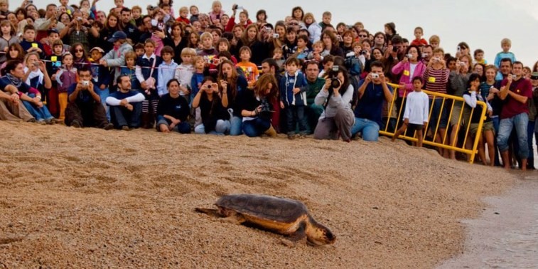 El emotivo regreso al mar de una tortuga tras diez años de recuperación | Curiosidades