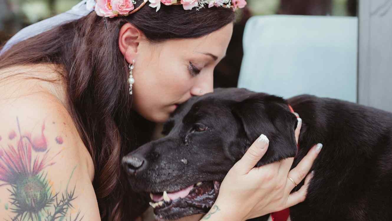 Todos aman a Charlie Bear, el perro desafió a la muerte para asistir a la boda de su dueña | Redes