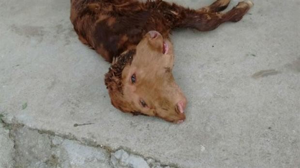 Nació un ternero con dos cabezas en Córdoba | Curiosidades