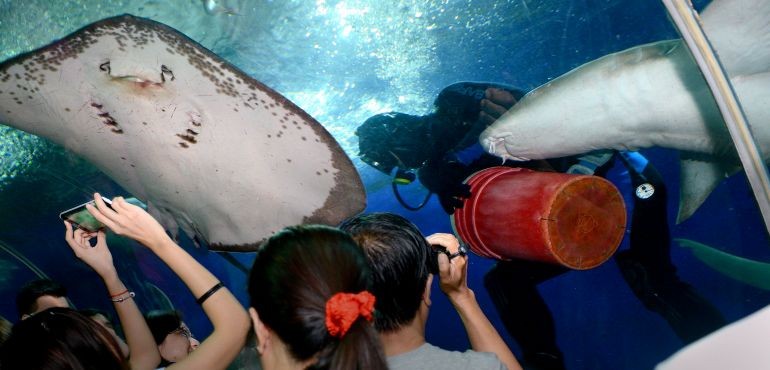 Una raya atacó a un buzo con su púa y lo mató | Internacionales