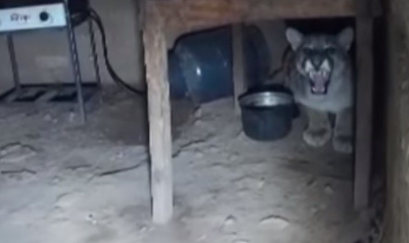 Video: encontraron un puma debajo de la mesa de su cocina | Internacionales