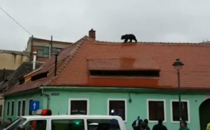 Policía mató a tiros a un oso que apareció en el techo de una casa | Internacionales