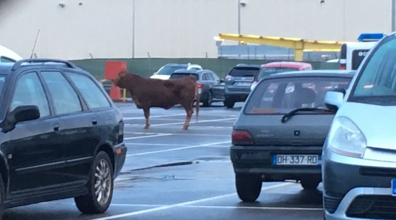Una vaca de 500 kilos se escapó cuando la llevaban al matadero y terminó en un estacionamiento | Curiosidades