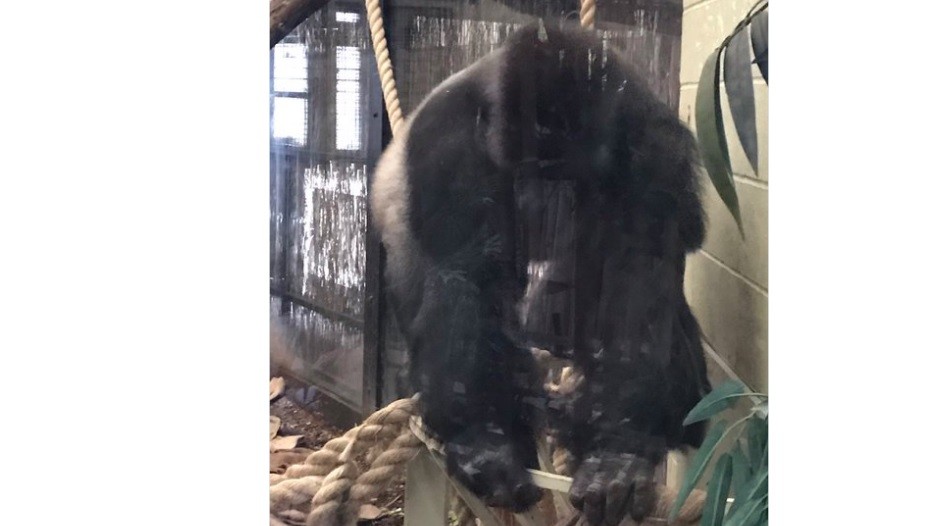 Gorila gigante se escapa de Zoológico en Londres | Espectáculos